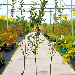 Вишня Десертная 'Морозовой'