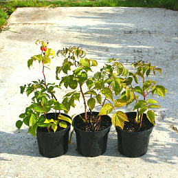 Малина 'Каскад'