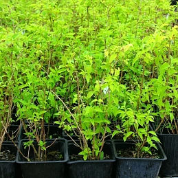 Чубушник венечный