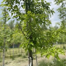 Клен гиннала