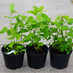 Гортензия древовидная «Анабель» 