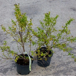 Лапчатка 'Абботсвуд'