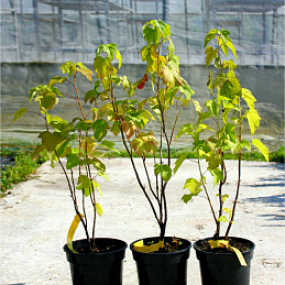 Смородина черная 'Селеченская'