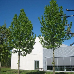 Липа крупнолистная 'Рубра'