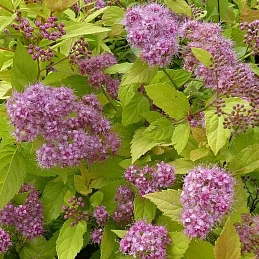 Спирея японская 'Голдмаунд'