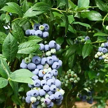 Саженцы плодовых кустарников