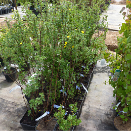Лапчатка кустарниковая (Potentilla fruticosa)