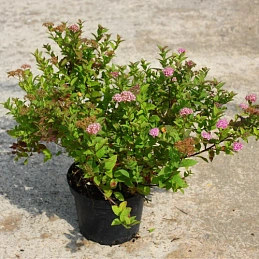 Спирея ниппонская