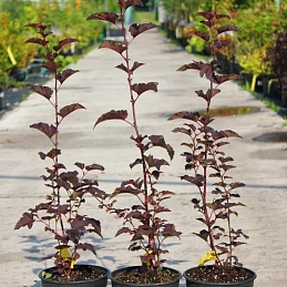 Пузыреплодник калинолистный Диаболо (Diabolo)