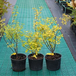 Снежноягодник белый слабоблестящий