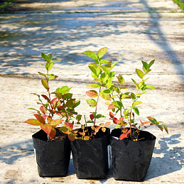 Голубика высокорослая 'Спартан'