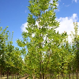 Ясень пенсильванский