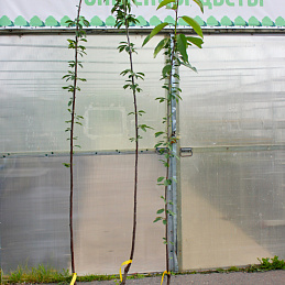 Черешня Ленинградская черная