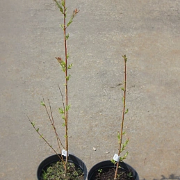 Ива цельнолистная 'Хакуро-Нишики'