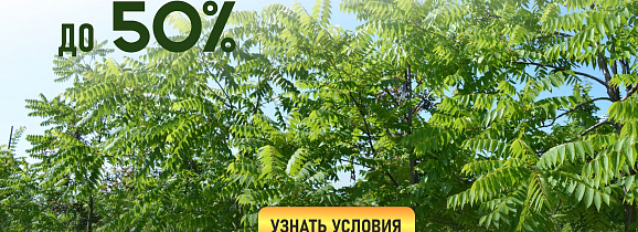 Акция на весь ассортимент деревьев в ПДК “Южный”: скидки до 50% для оптовых клиентов