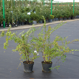 Спирея ниппонская 'Сноумаунд'