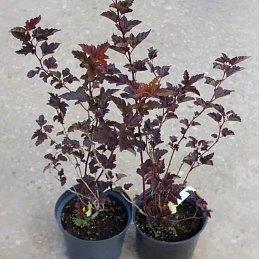 Пузыреплодник 'Леди ин Ред'