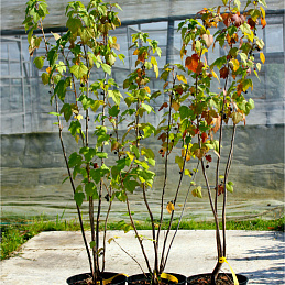 Смородина черная 'Титания'