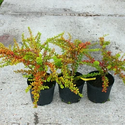 Барбарис Тунберга