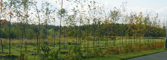 Автодорога Варшавское шоссе – деревня Андреевское – деревня Яковлево