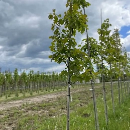 Дуб красный