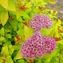 Спирея японская «Голдфлейм»