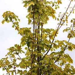 Клен Фримана 'Аутум Блэйз'