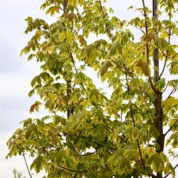 Клен остролистный 'Друммонди'