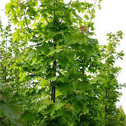 Клен остролистный 'Колумнаре'