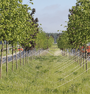 Озеленение дорожного участка в посёлке Коммунарка