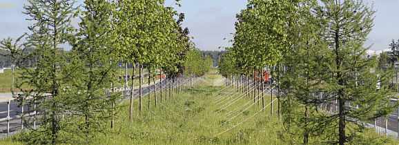 Озеленение дорожного участка в посёлке Коммунарка