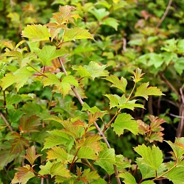 Калина обыкновенная