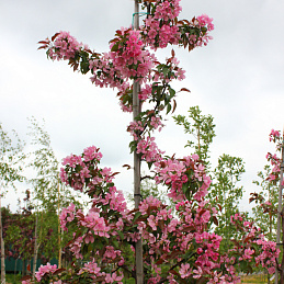 Яблоня декоративная 'Невиль Копеман'