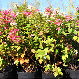 Гортензия метельчатая «Мега Минди» 