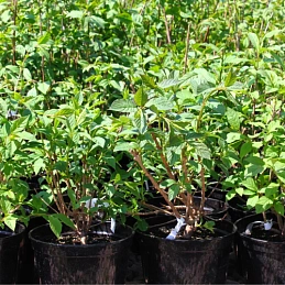 Сирень венгерская