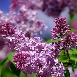 Сирень 'Жильбер'