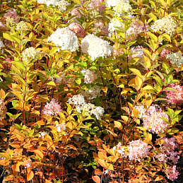 Гортензия метельчатая «Лаймлайт» 
