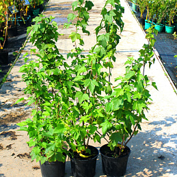 Смородина черная 'Лентяй'