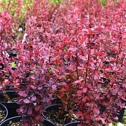 Барбарис Тунберга 'Атропурпуреа'