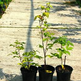 Малина Бальзам