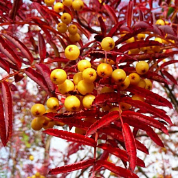 Рябина обыкновенная 'Джозеф Рок'