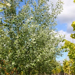 Тополь белый