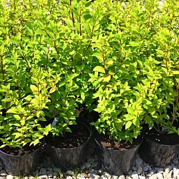 Гортензия 'Эрли Сенсейшн'