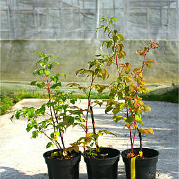 Малина Метеор