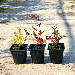 Голубика высокорослая 'Бонус'