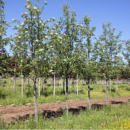 Рябина обыкновенная 'Фастигиата'