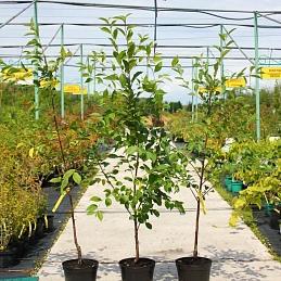 Вишня обыкновенная 'Молодежная'