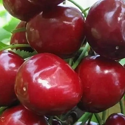 Черешня 'Валерий Чкалов'