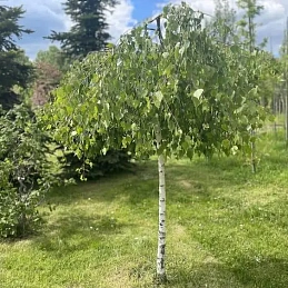 Береза повислая ‘Юнги’