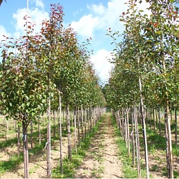 Яблоня декоративная 'Мокум'